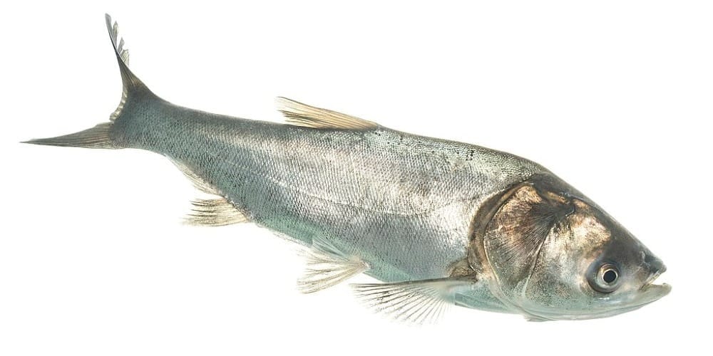 1024px-Silver_carp_(33920420648).jpg