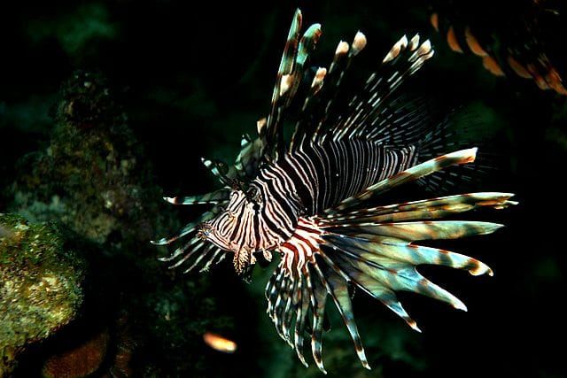 Invasive Species: What to Watch Out for While Boating in Florida