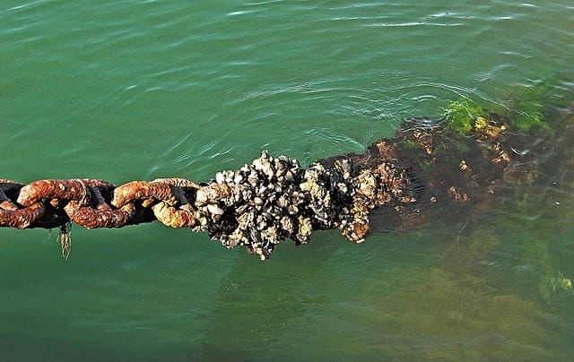 Oh Barnacles! What are these Crusty Creatures and How do you Get Rid of Them?
