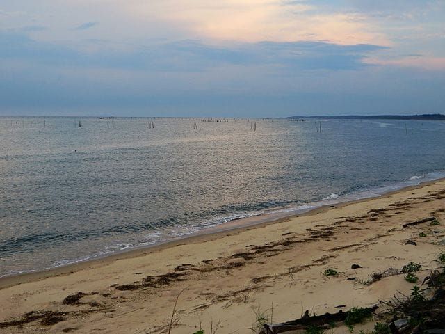 Invasive Species: What to Watch Out for While Boating in the Chesapeake Bay