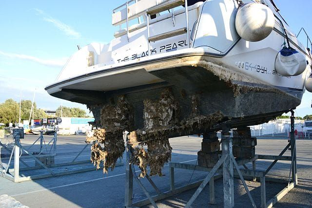 Boat Maintenance: Tips to Avoid Transporting Invasive Species on Boats and Trailers
