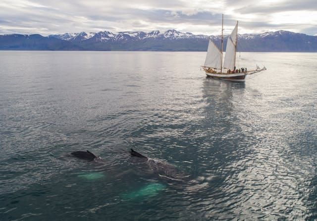 Wildlife Watch: Tips for Boating Around Marine Animals