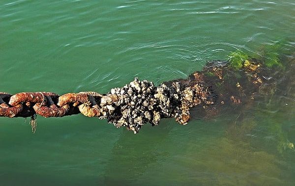 Oh Barnacles! What are these Crusty Creatures and How do you Get Rid of Them?