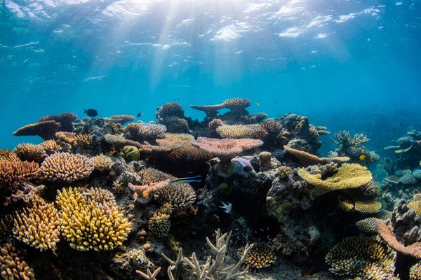 The Big Blue: The World's Top Destinations for Reef Diving