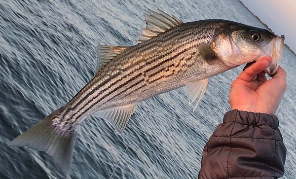 Fishing Fun: 8 Types of Fish to Catch Along the California Coast