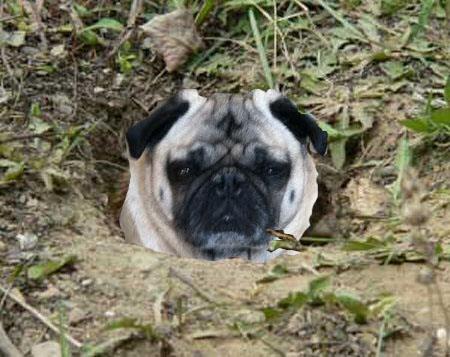 Groundpug2