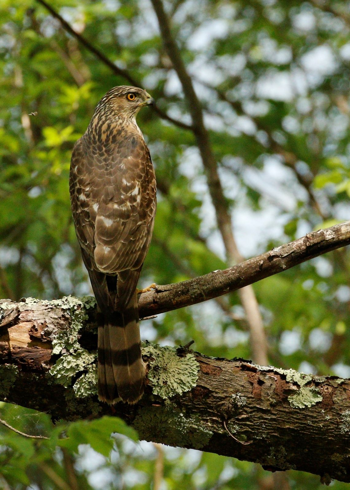 Cooper's Hawk: The Backyard Predator