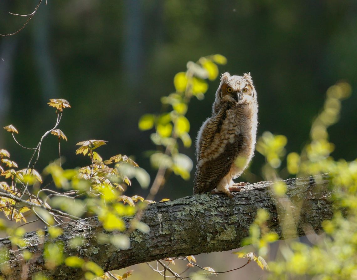 The Owlet on the Trail: Understanding Branching