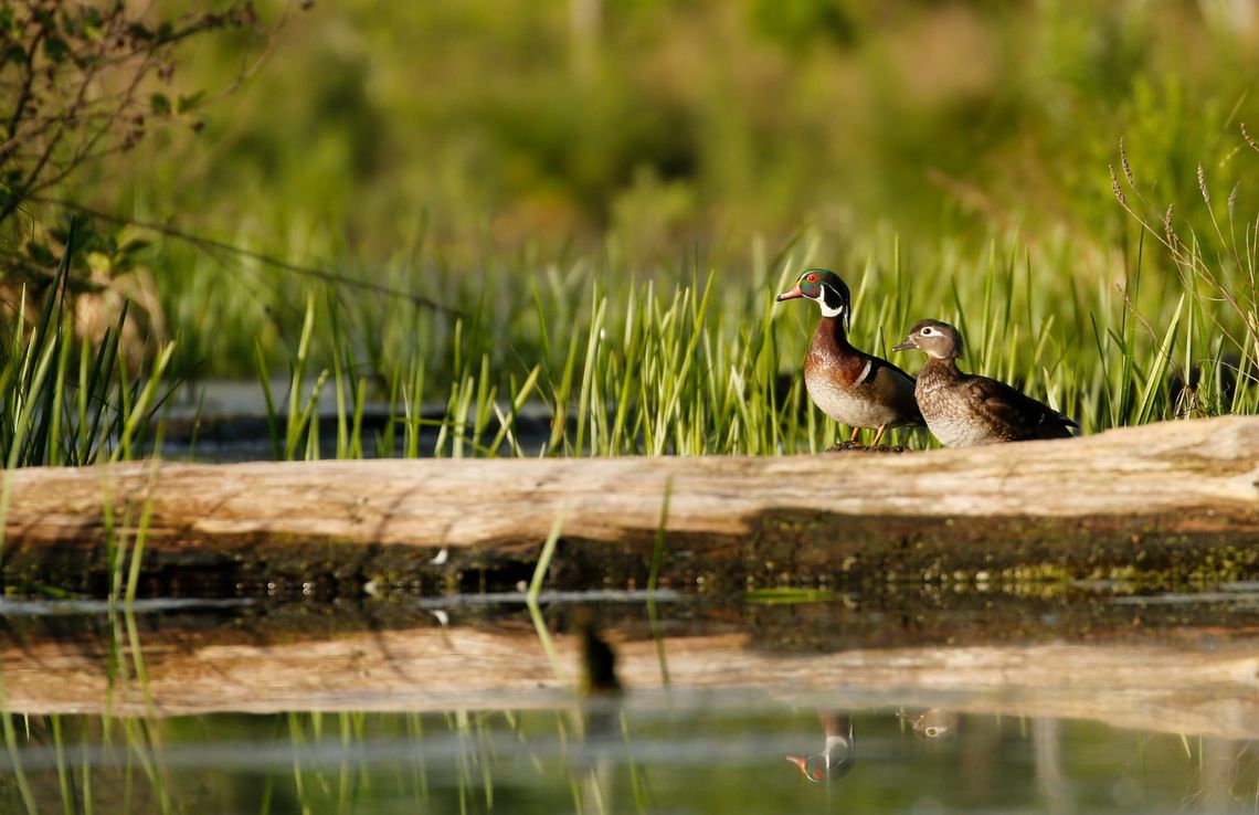 Wood Ducks: Nature's Most Colorful Cavity Nesters