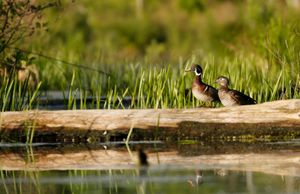 Wood Ducks: Nature's Most Colorful Cavity Nesters