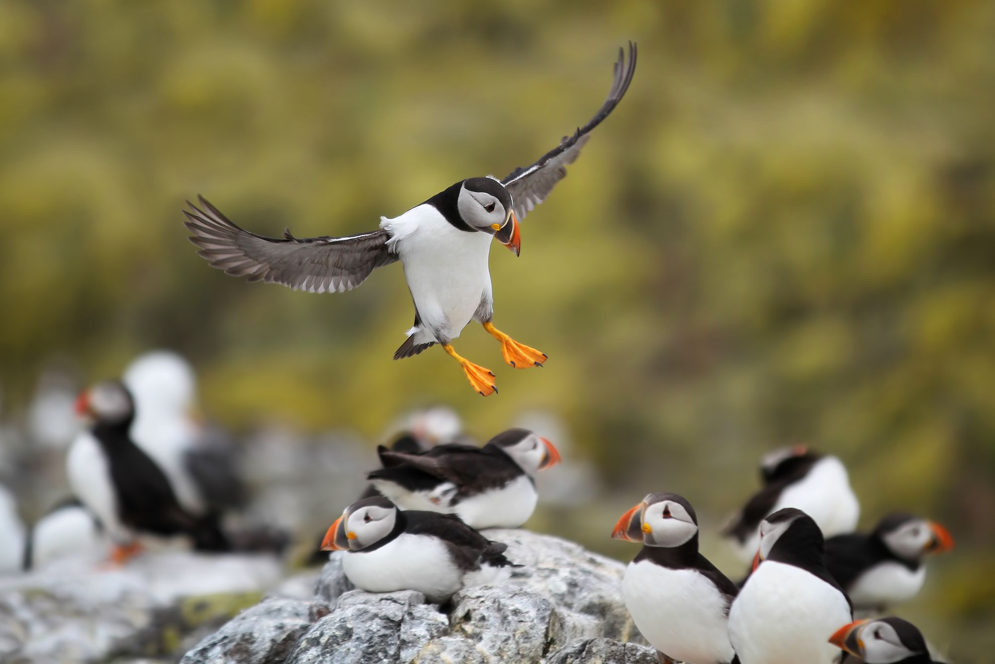 Action shot of a puffin landing on Bempton Cliffs