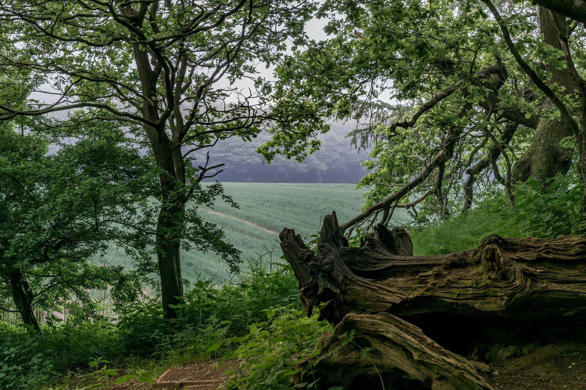 Green trees and an open field in Middlesbrough