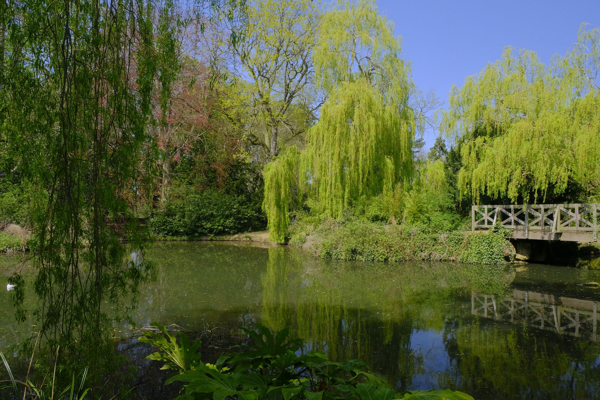 Green trees and a small bridge over a large pond in Stewart Park, Middlesbrough 