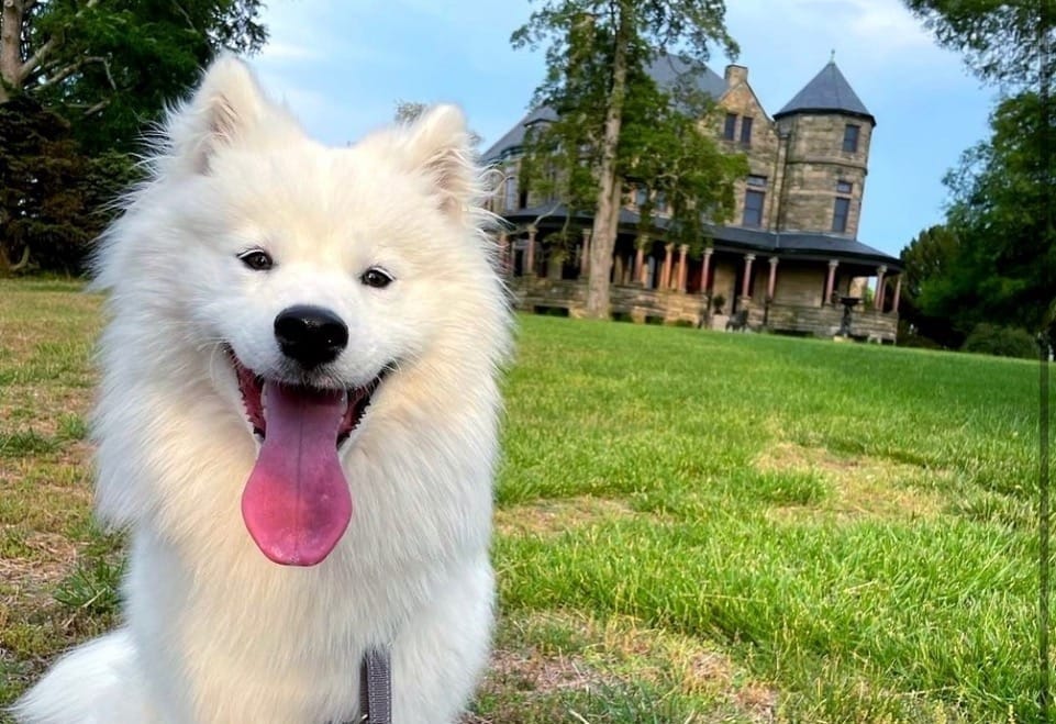 Summer heat, hot dogs and our new official dog: What to know ahead of 804 Day