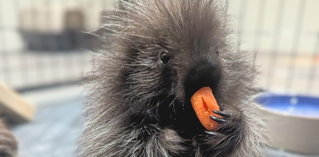 Maymont asks for help naming baby porcupines