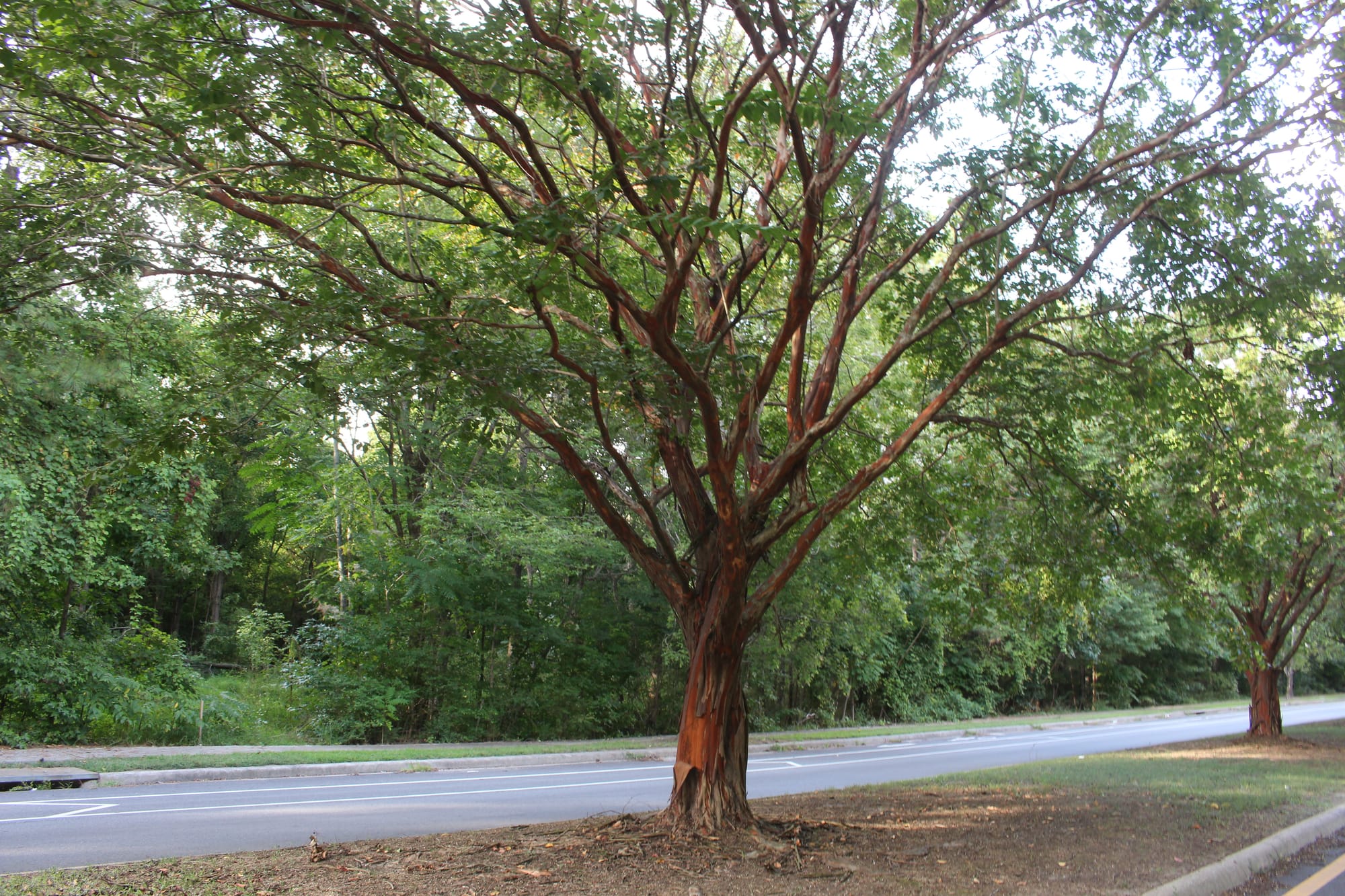 City considering sale of Southside properties for $70 million Belmont Road housing development