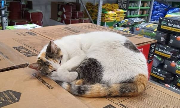 Francine the Lowe's cat, one of Richmond's most famous residents, has gone missing