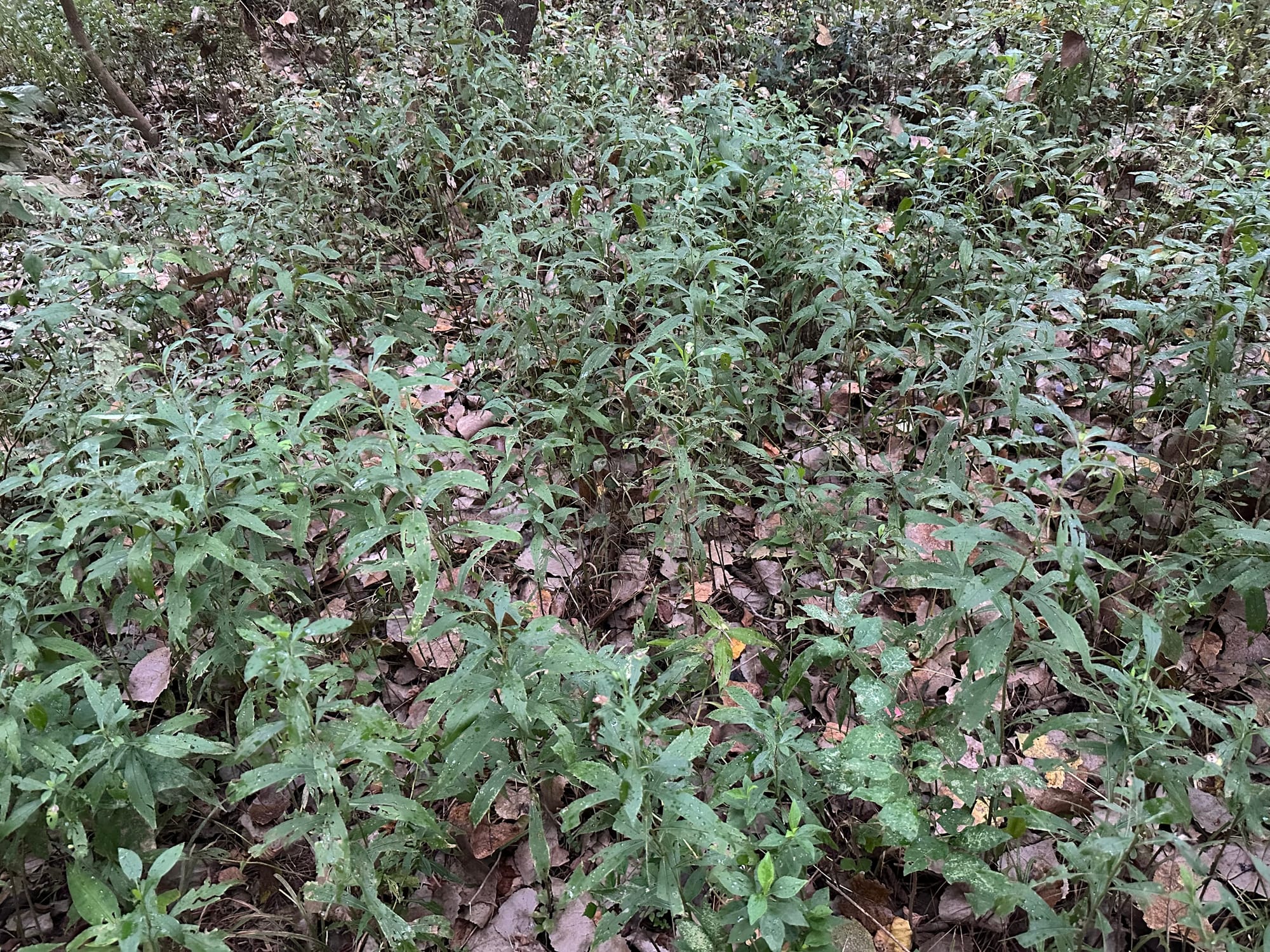 Ecological restoration continues at Chapel Island with invasive plant removal