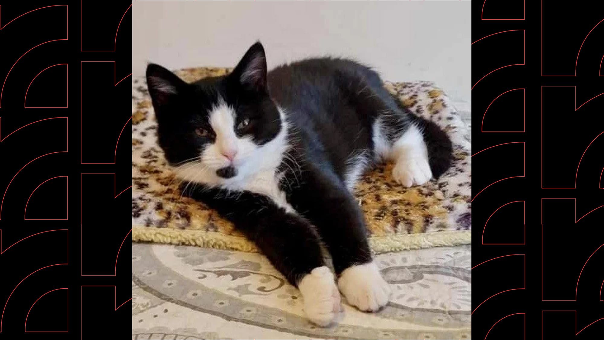 Cat floods Richmond's cat cafe, forcing it to close for the rest of the year