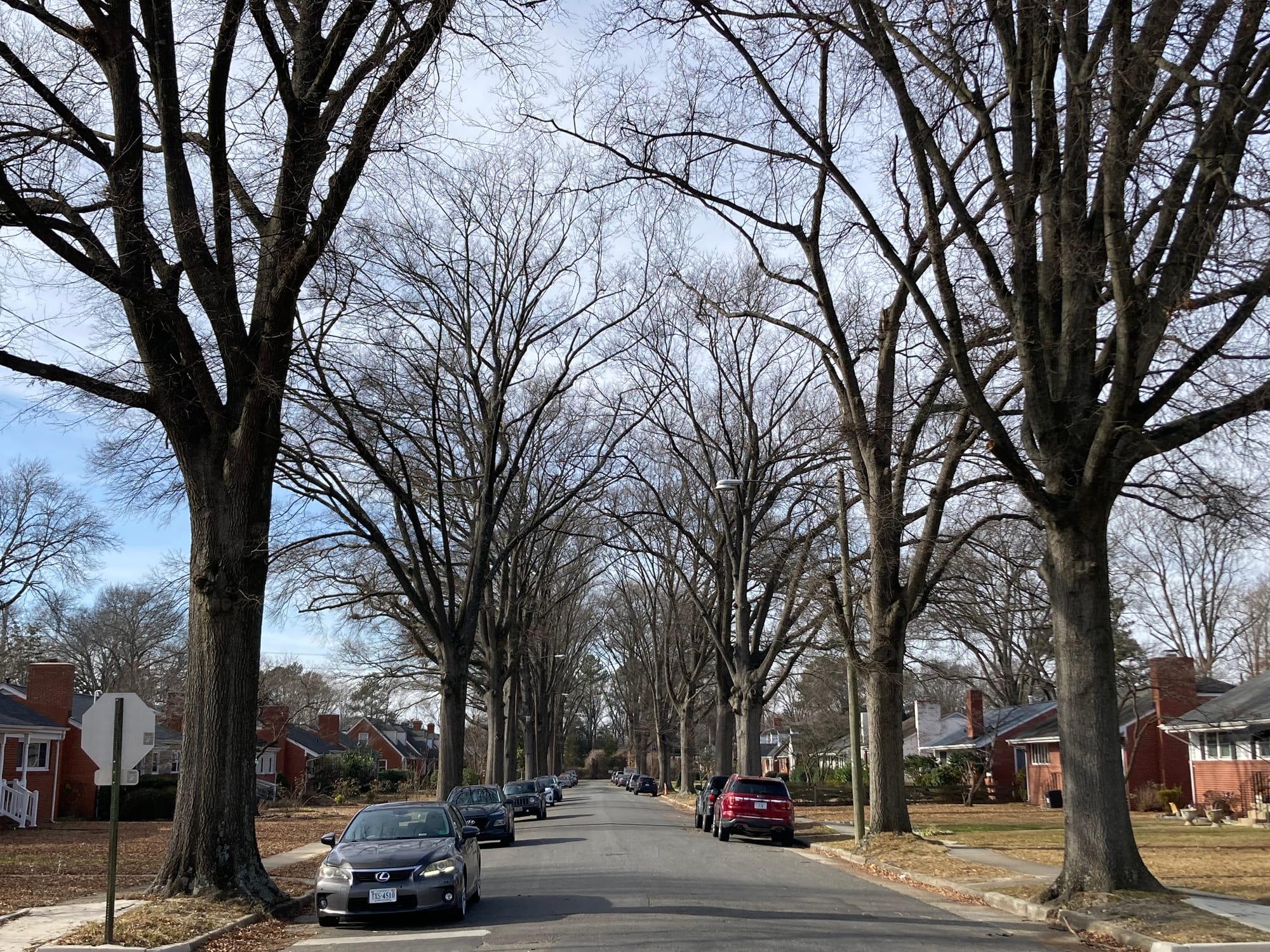 ‘A love-hate relationship:’ Managing Rosedale’s aging trees is a tricky balance for Northside residents