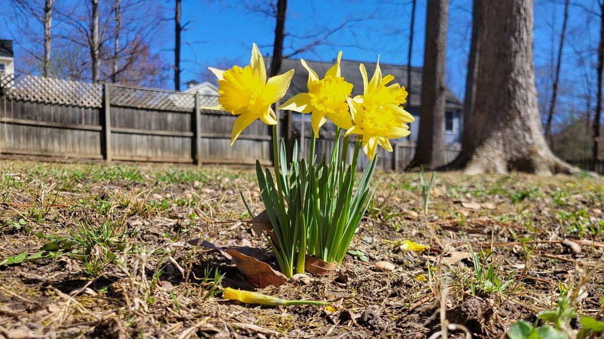Spring may be here to stay in RVA, and pollen season may be worse