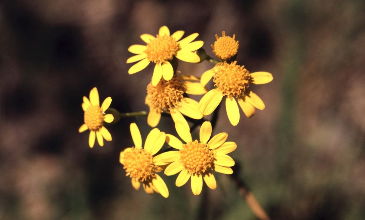 One of Richmond's original environmentalists left behind a wealth of information on wildflowers near the James River