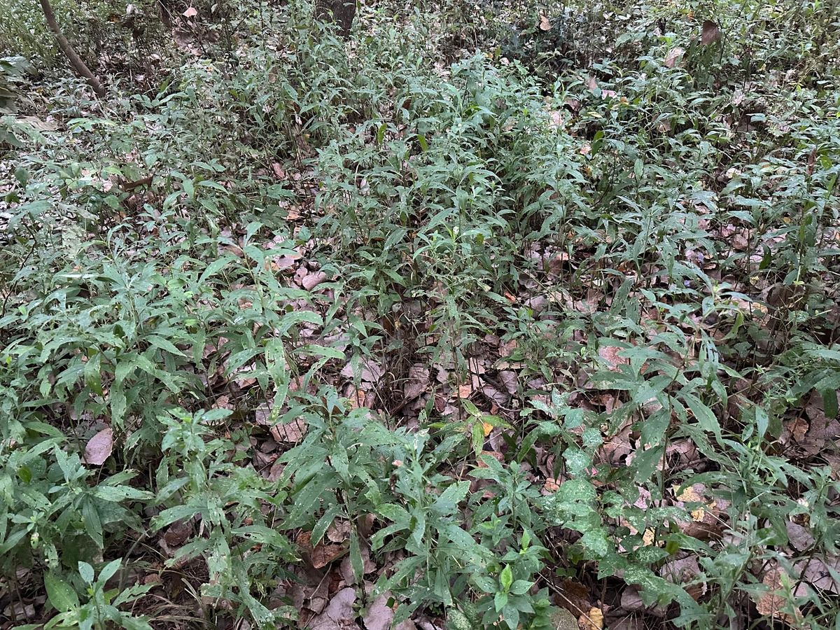 Ecological restoration continues at Chapel Island with invasive plant removal