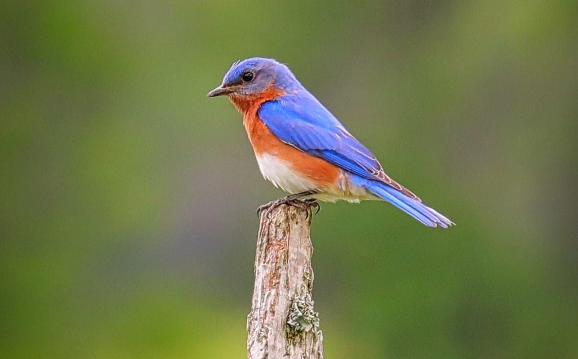 On Faith and Values: Why I am a birdwatcher