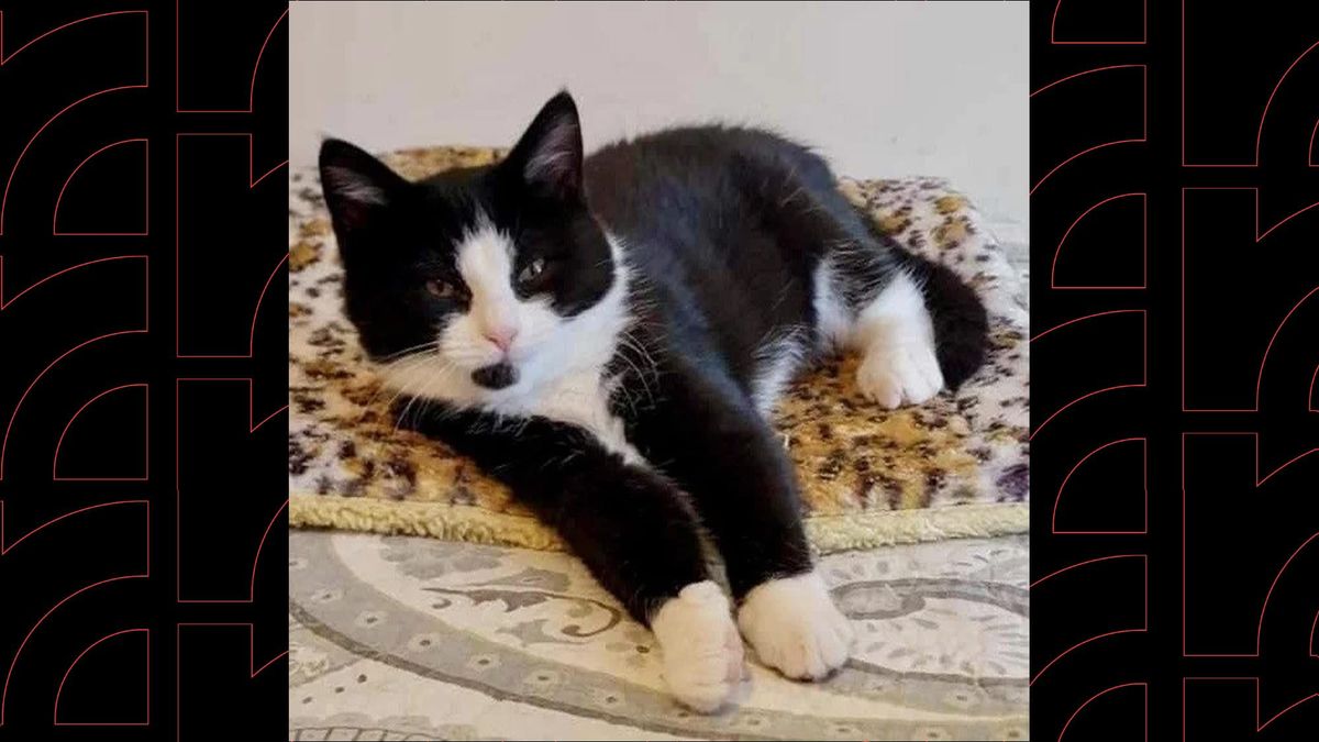 Cat floods Richmond's cat cafe, forcing it to close for the rest of the year