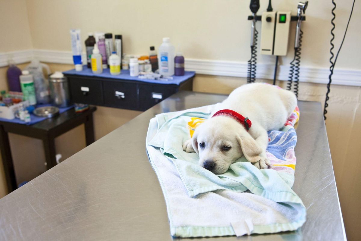 National vet shortage impacting Richmond facilities