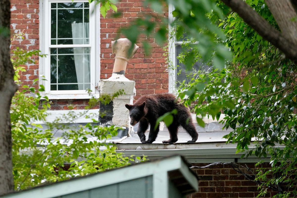 ‘Chill’ bear tranquilized after journey into Oregon Hill