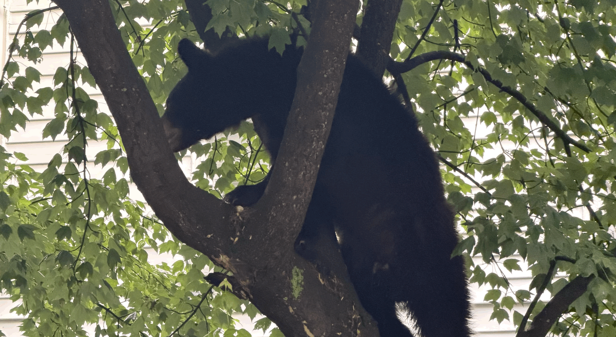 ‘Chill’ bear spotted in Oregon Hill
