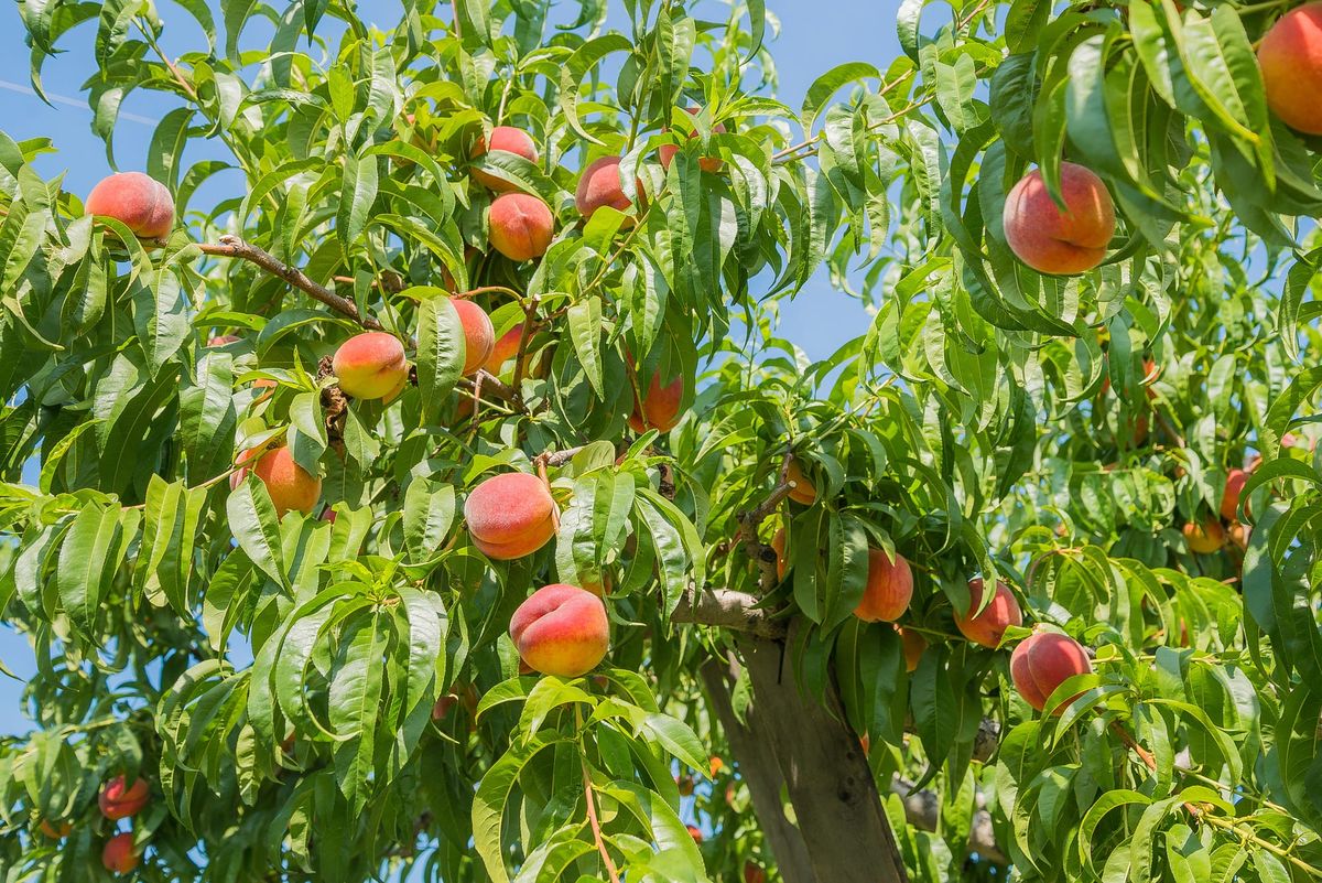 Richmond was a hotbed of peach innovation in the late 1800s, but many are now lost to history