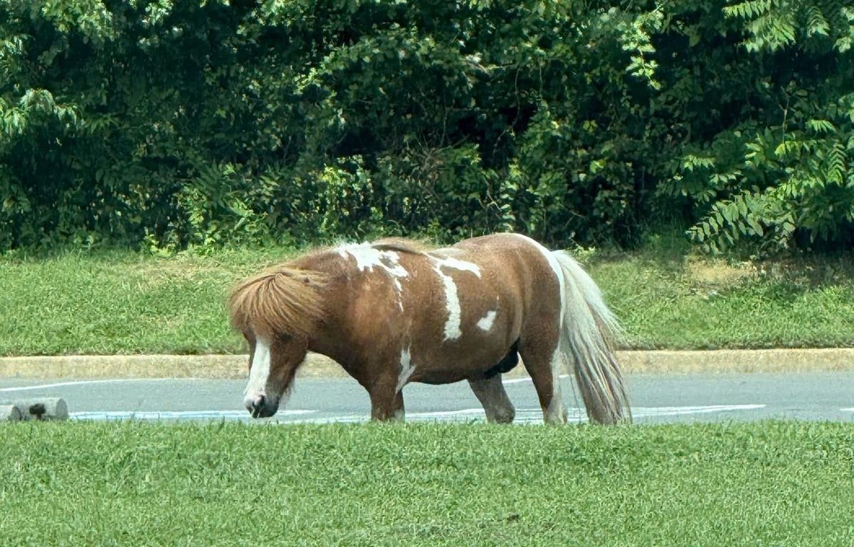 Chesterfield’s own Li’l Sebastian? Miniature horse is currently at large