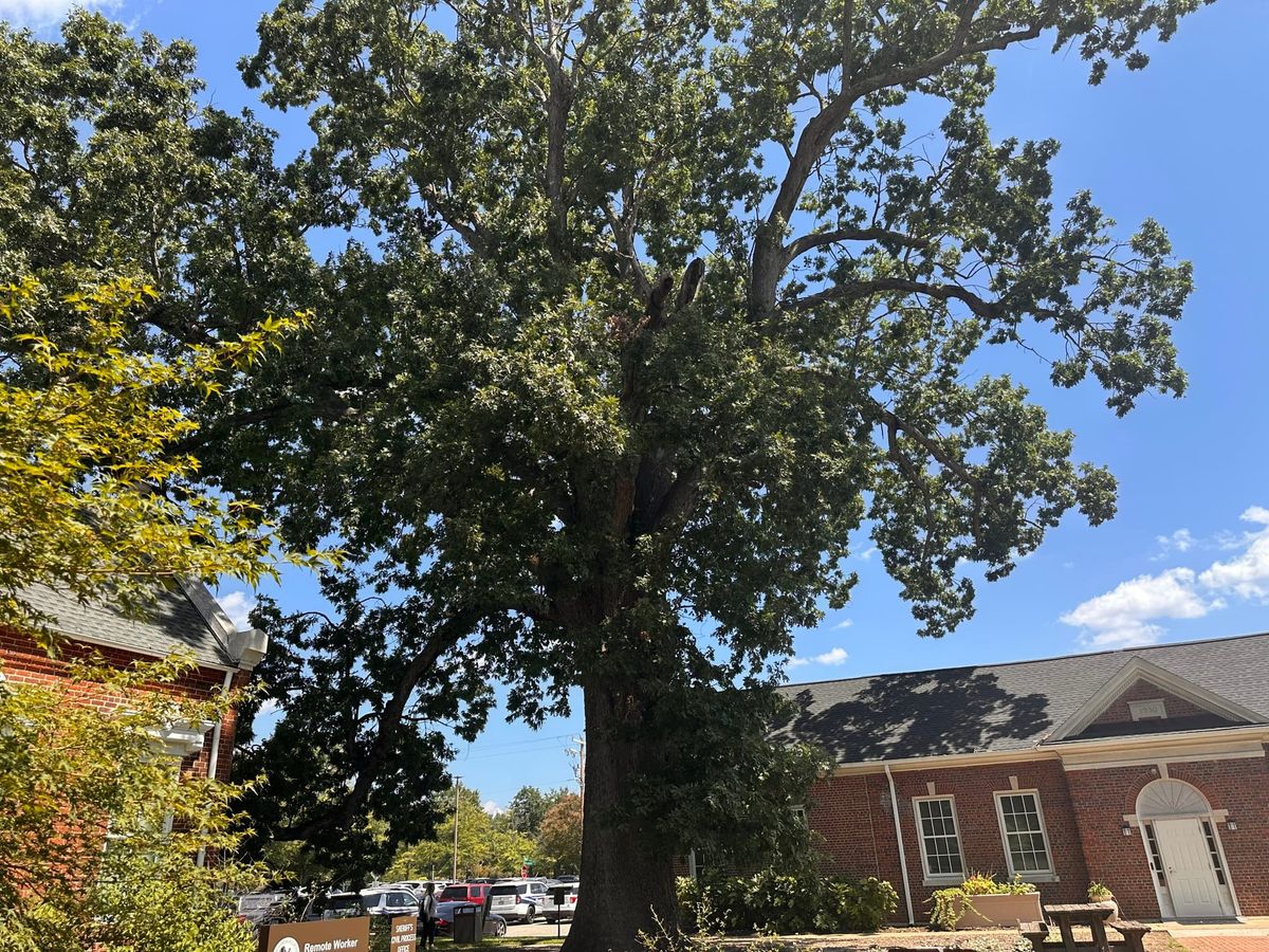 At 212 years old, it’s Chesterfield’s most famous tree. But it’s time to say goodbye.