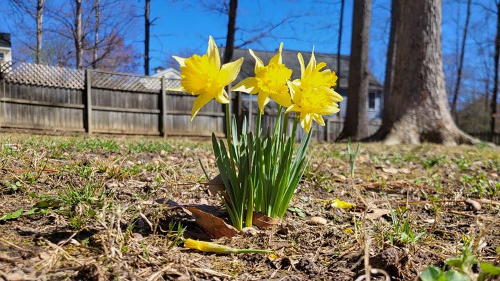 Spring may be here to stay in RVA, and pollen season may be worse