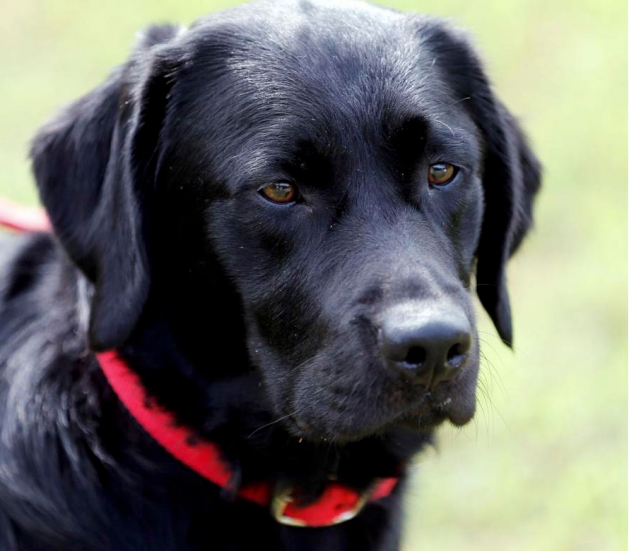 Federal funding freezes put Richmond’s new arson dog plans on ice