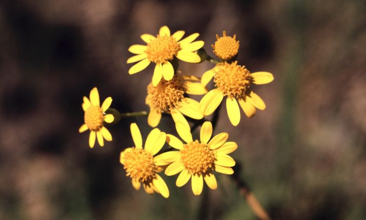 One of Richmond's original environmentalists left behind a wealth of information on wildflowers near the James River