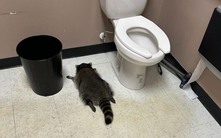 Hanover animal control will sell 'drunk raccoon' t-shirts after story goes viral