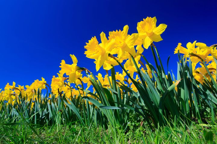 In the 1930s, this Ashland gardener turned daffodils into a national craze