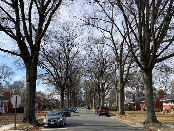 ‘A love-hate relationship:’ Managing Rosedale’s aging trees is a tricky balance for Northside residents