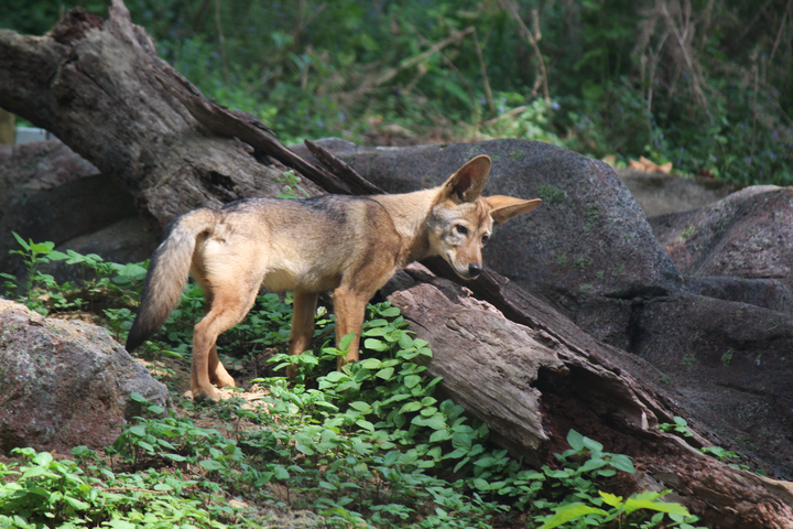 Maymont adds two coyote pups to newly restored Virginia Wildlife Trail