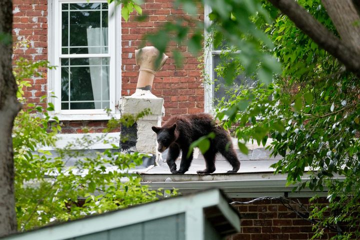 ‘Chill’ bear spotted in Oregon Hill