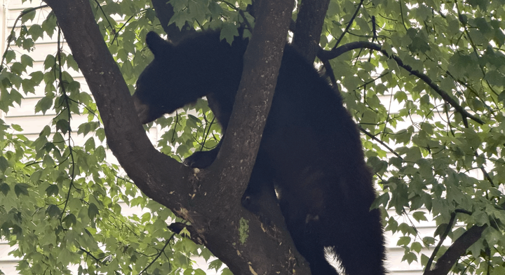 ‘Chill’ bear spotted in Oregon Hill