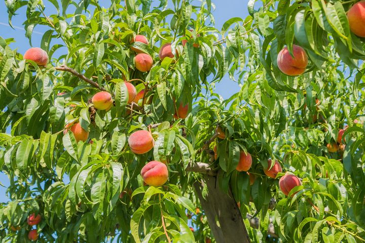 Richmond was a hotbed of peach innovation in the late 1800s, but many are now lost to history