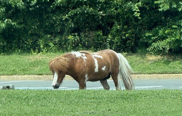 Chesterfield’s own Li’l Sebastian? Miniature horse is currently at large