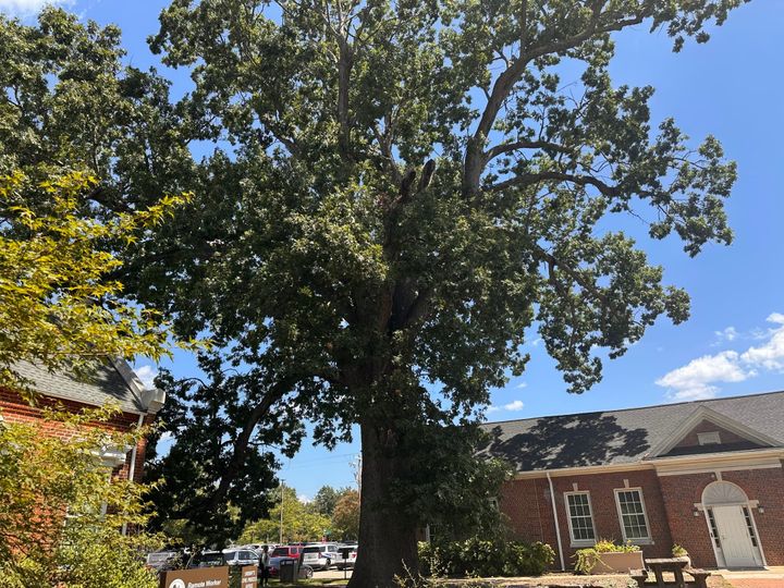 At 212 years old, it’s Chesterfield’s most famous tree. But it’s time to say goodbye.