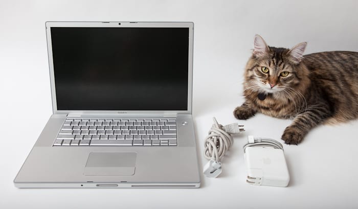 The cat photobombed my shoot. I wrote “Cat not included” in the listing.