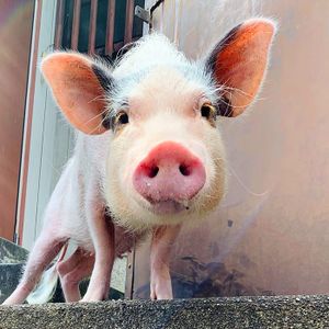#354 情報発信に関わる人に知ってもらいたいデザインがある（間嶋沙知さん）