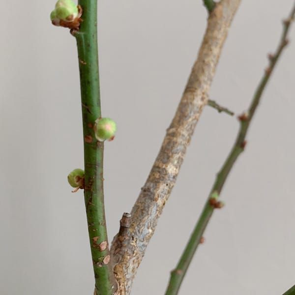 #343 視座を変えるとデザイナーの働き方も変わる（松下ゆきさん）